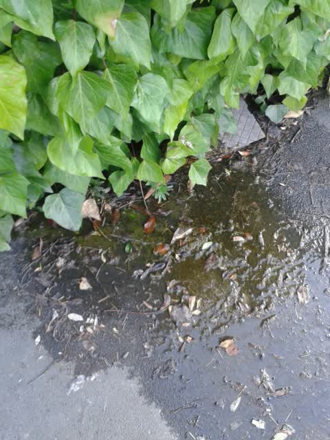 Water Supply, a report photo