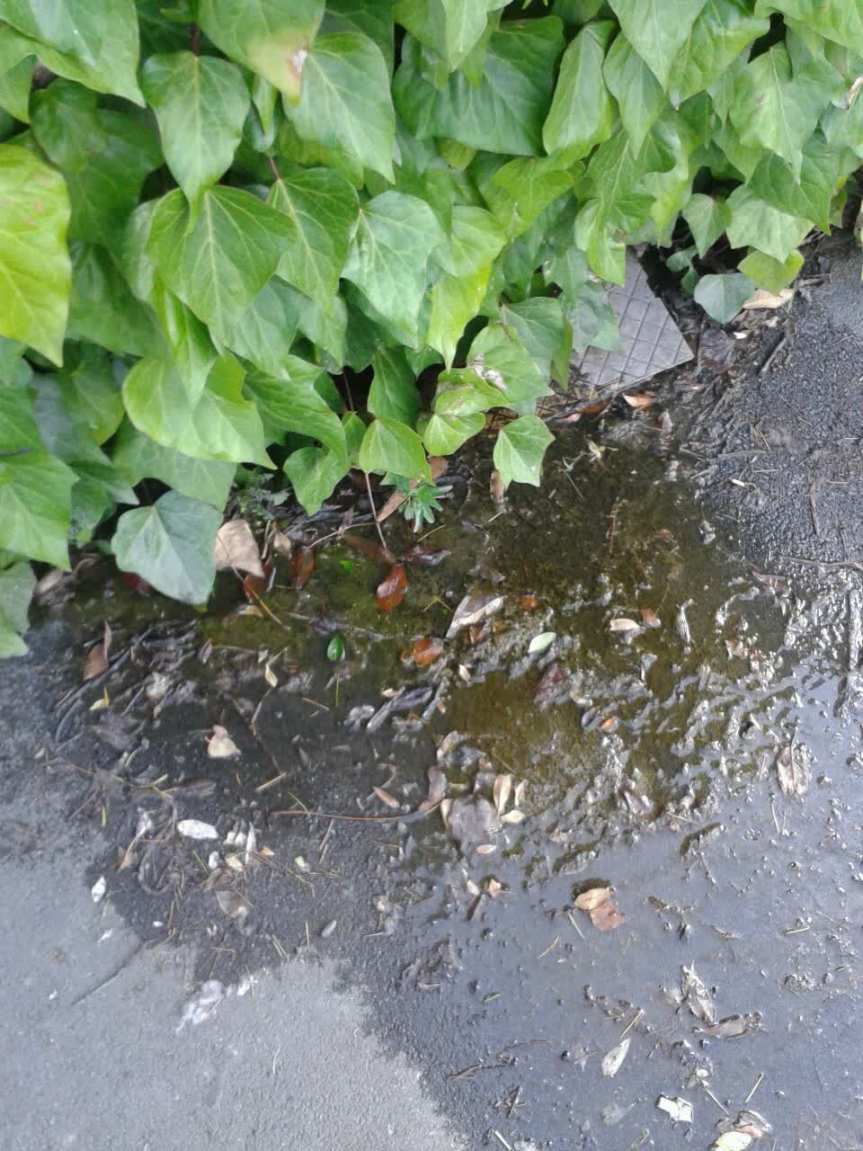 The photograph attached to this water supply report