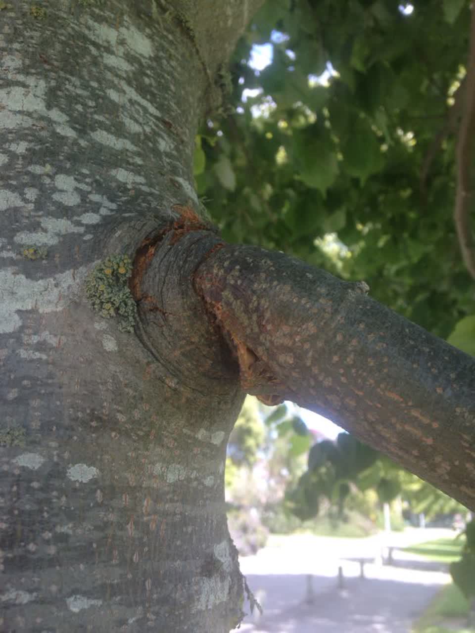 The photograph attached to this parks report
