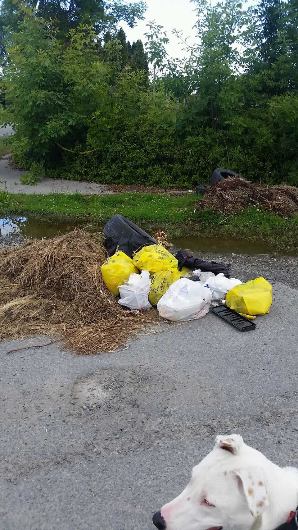 The photograph attached to this rubbish/recycling report