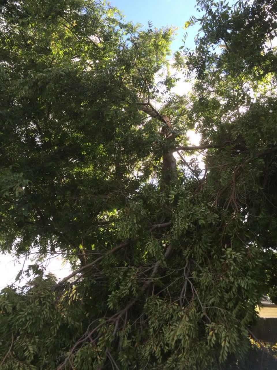 The photograph attached to this parks report