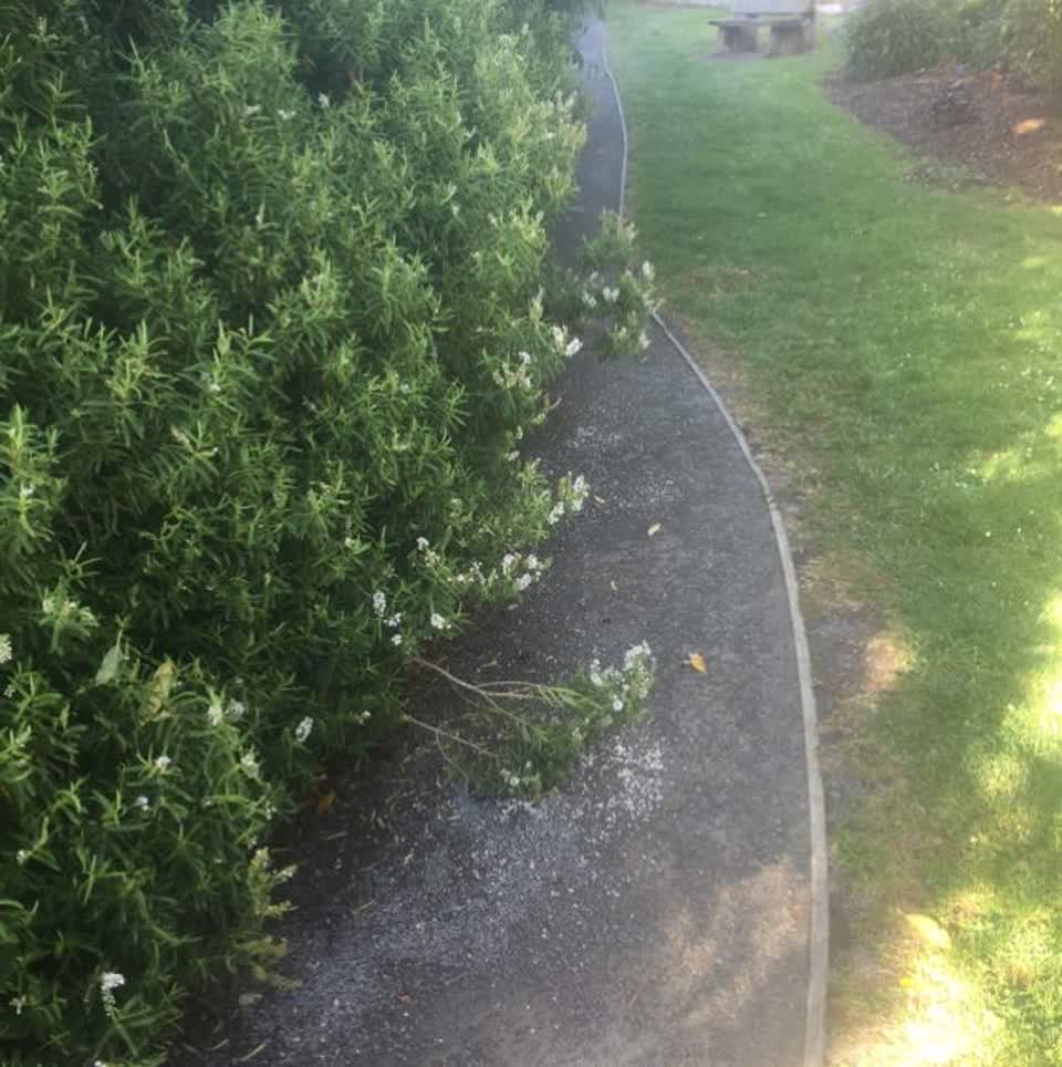The photograph attached to this parks report