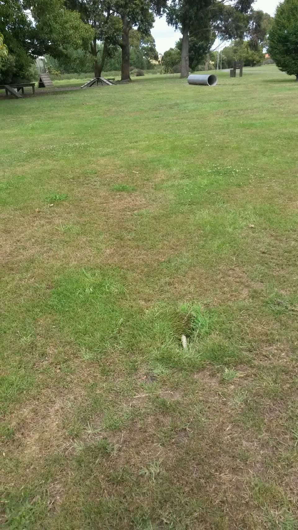 The photograph attached to this parks report
