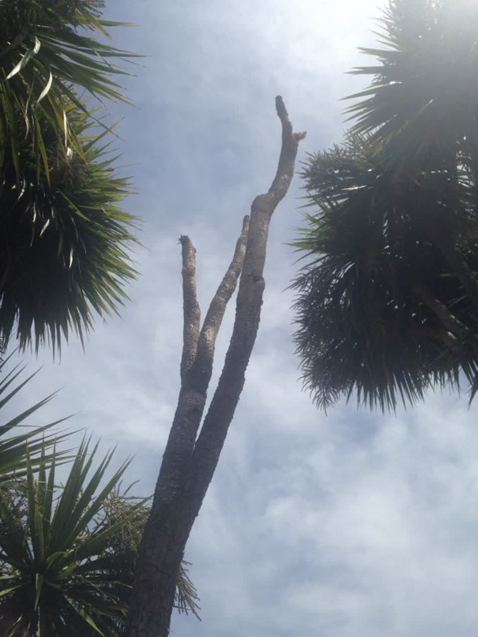 The photograph attached to this parks report