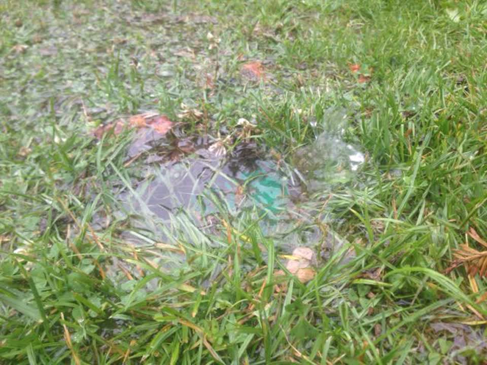 The photograph attached to this parks report