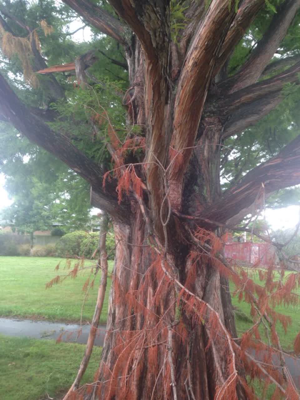 The photograph attached to this parks report