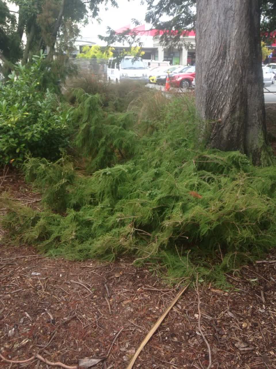 The photograph attached to this parks report
