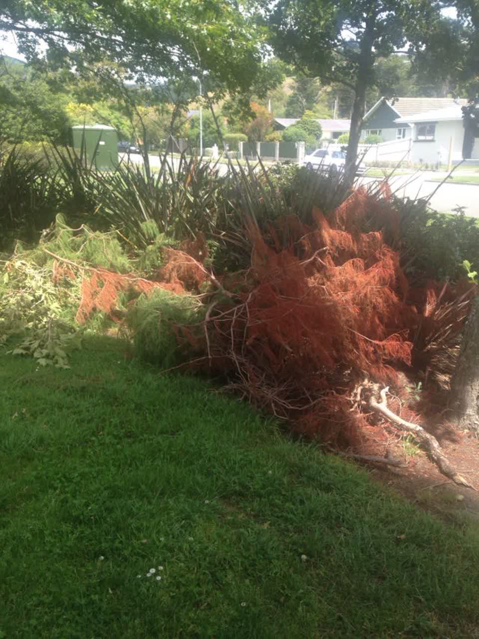The photograph attached to this parks report