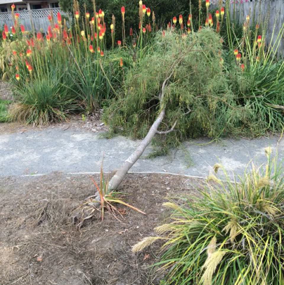 The photograph attached to this parks report