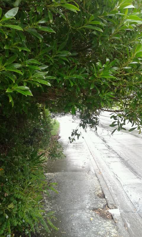 Roading/Streets, a report photo