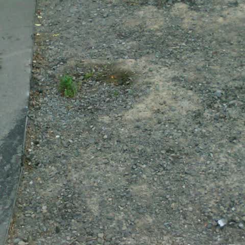 Roading/Streets, a report photo