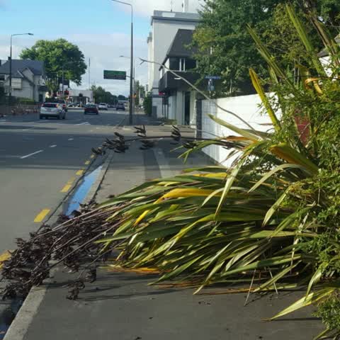 Roading/Streets, a report photo