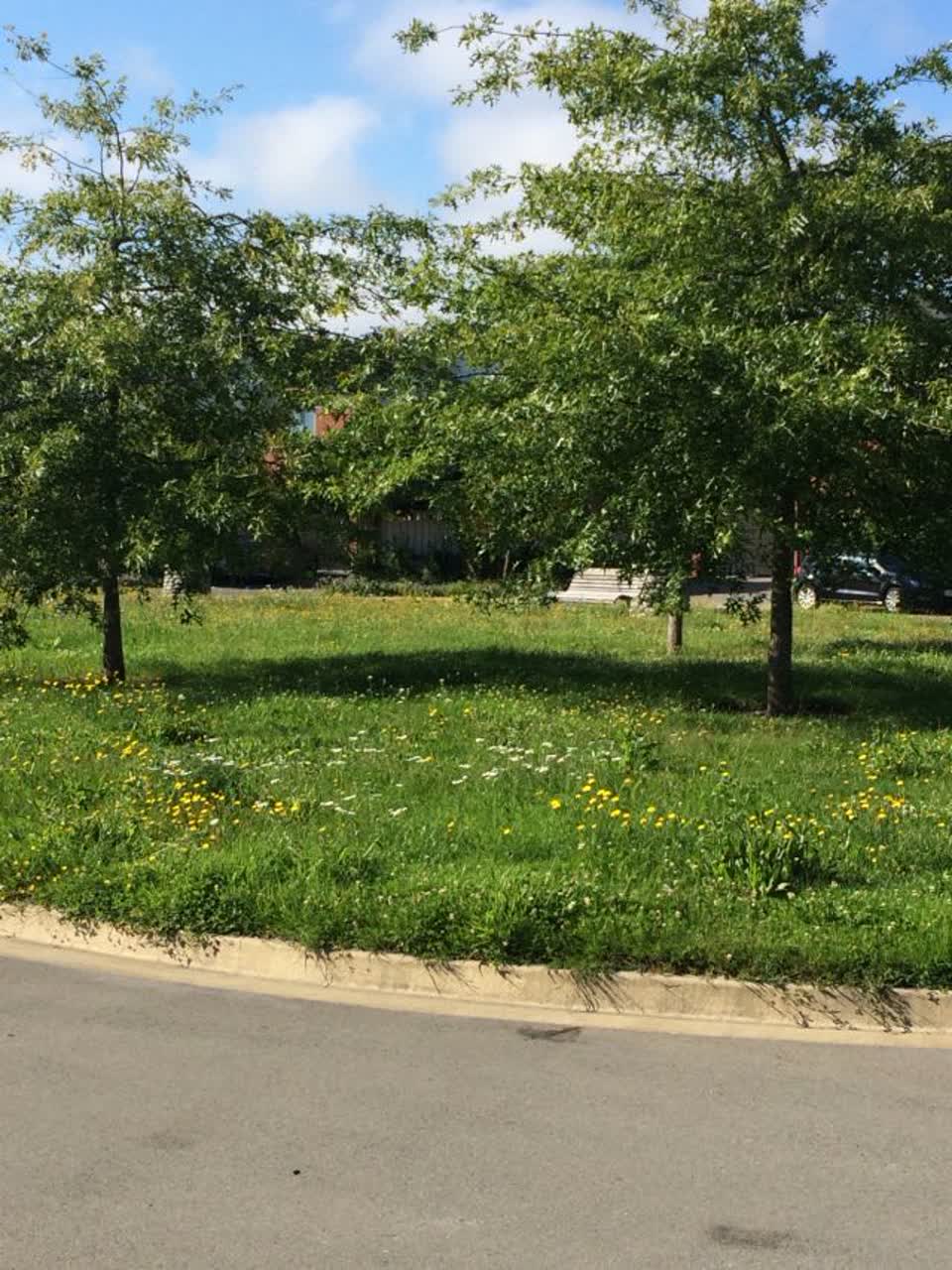 The photograph attached to this parks report