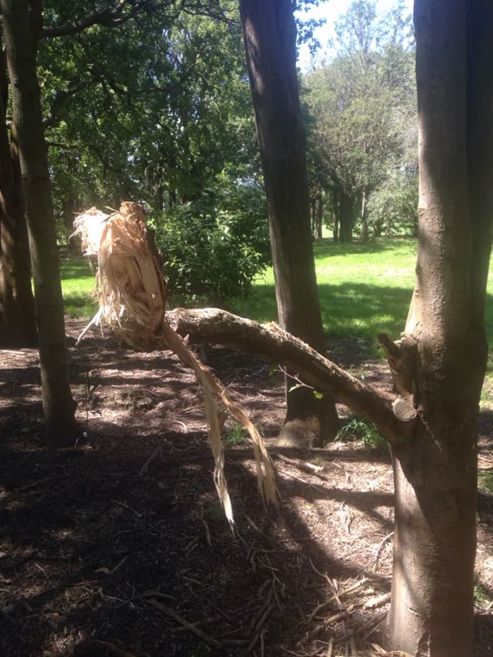 The photograph attached to this parks report