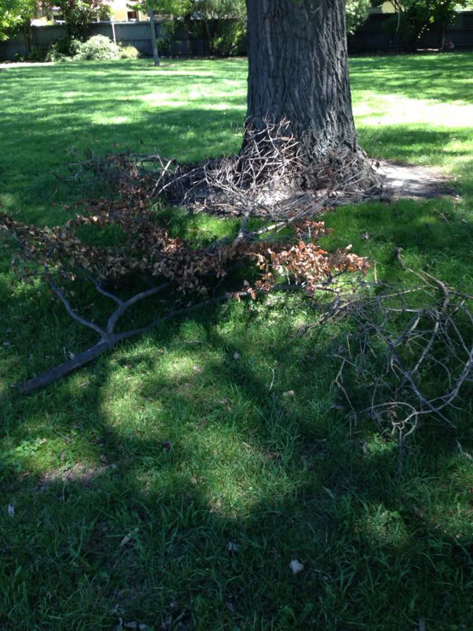 The photograph attached to this parks report