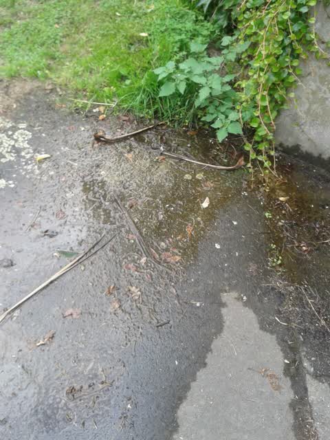 Water Supply, a report photo