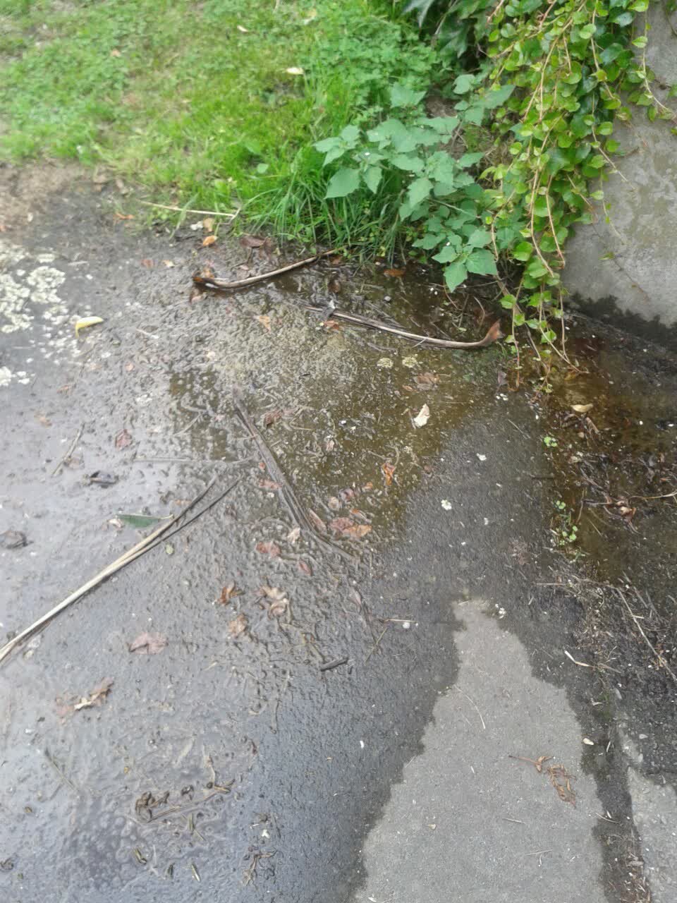 The photograph attached to this water supply report
