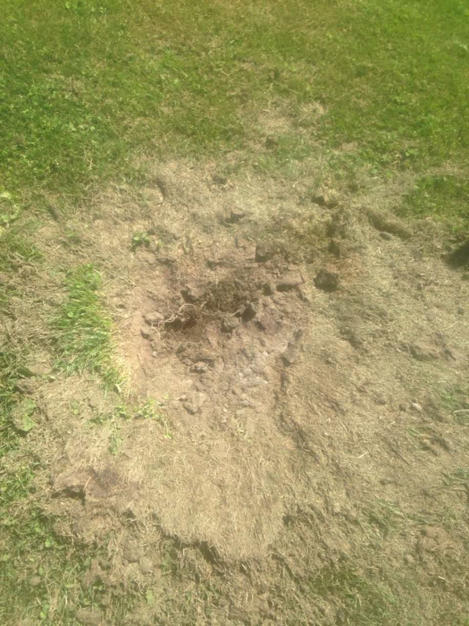 The photograph attached to this parks report