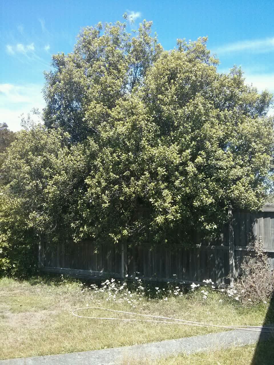 The photograph attached to this parks report