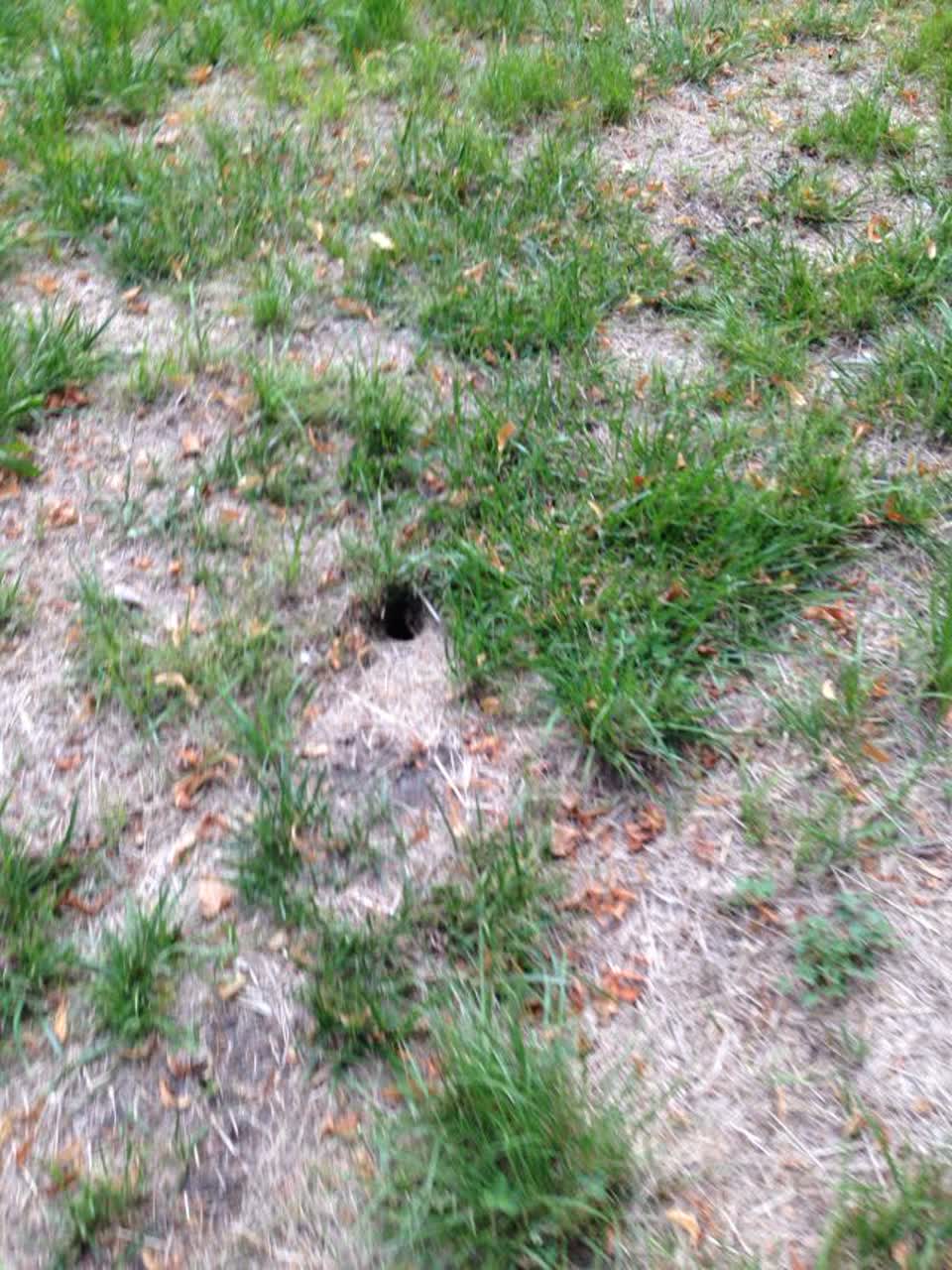 The photograph attached to this parks report