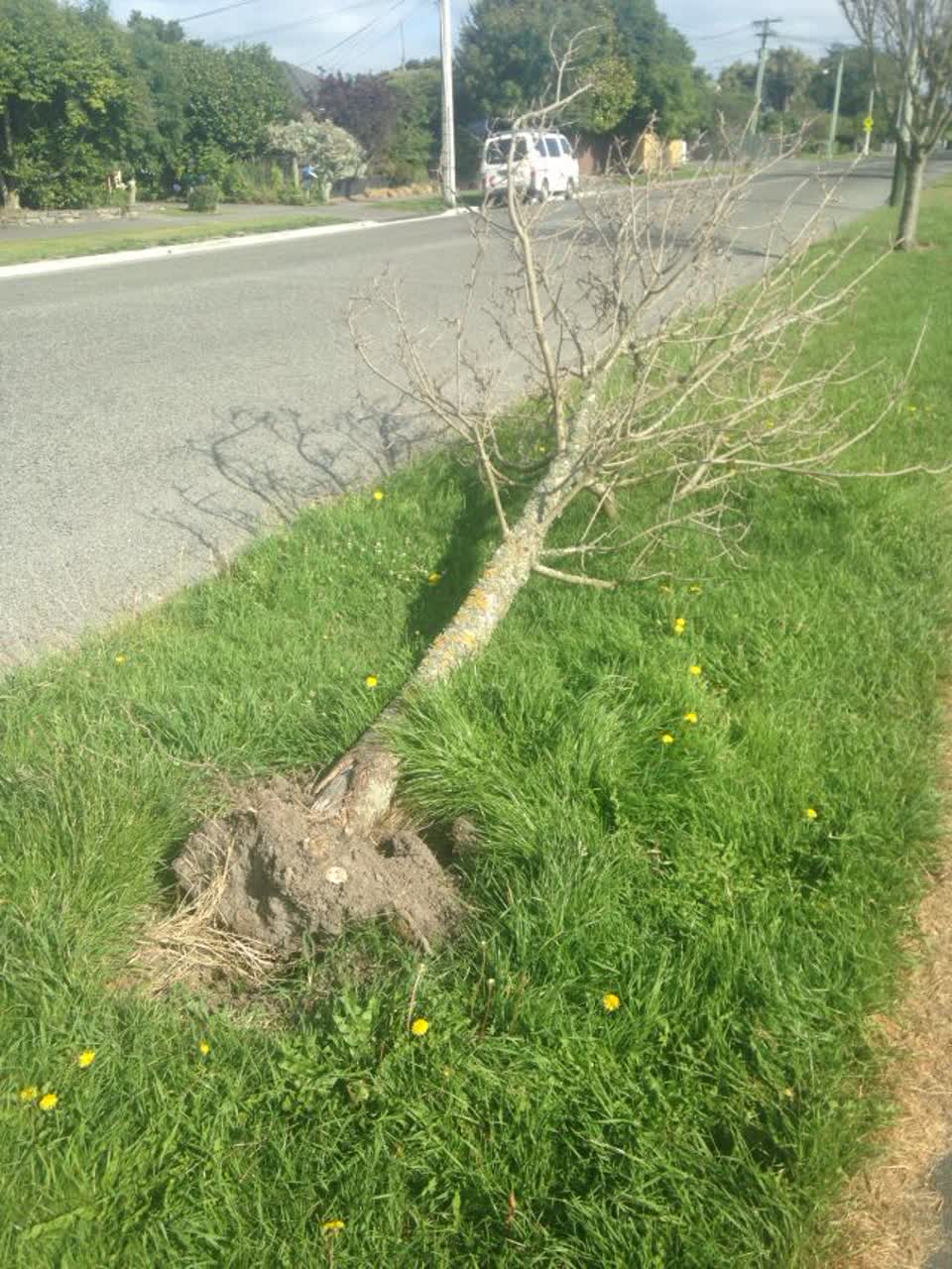 The photograph attached to this parks report