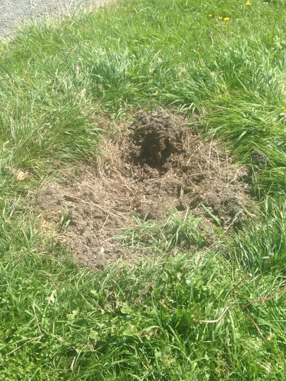 The photograph attached to this parks report