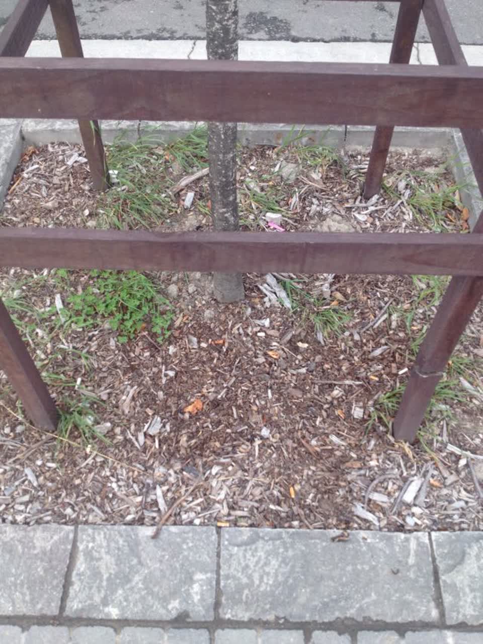 The photograph attached to this parks report