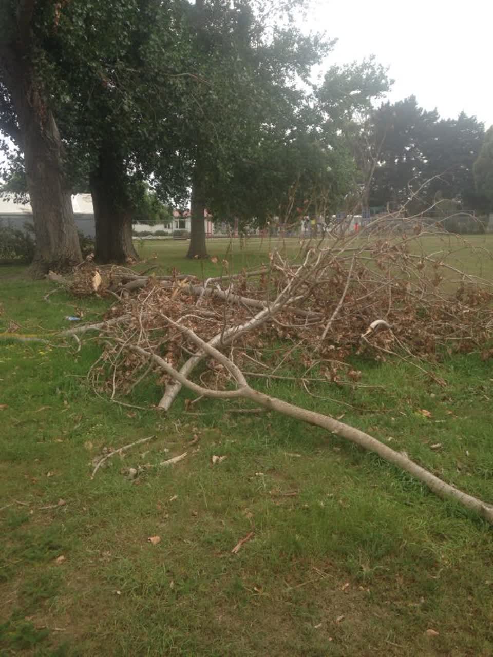 The photograph attached to this parks report