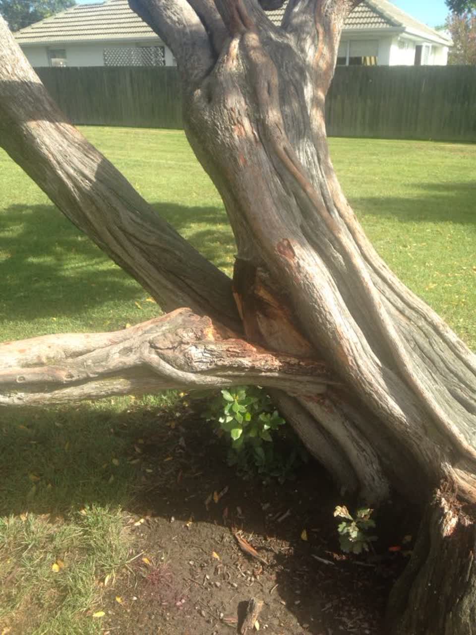 The photograph attached to this parks report