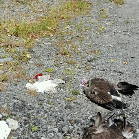 Rubbish/Recycling, a report photo