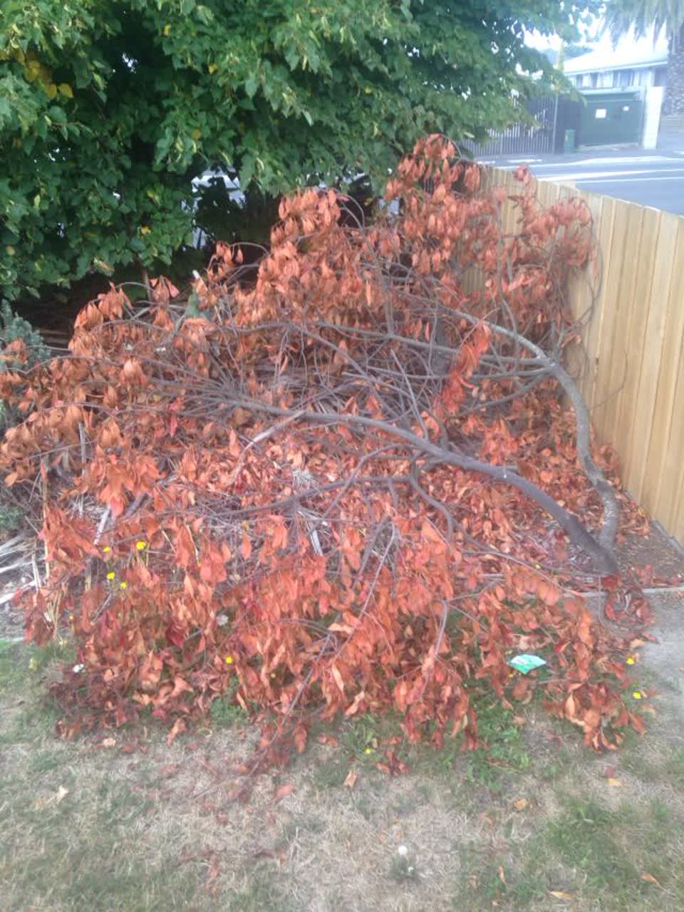 The photograph attached to this parks report
