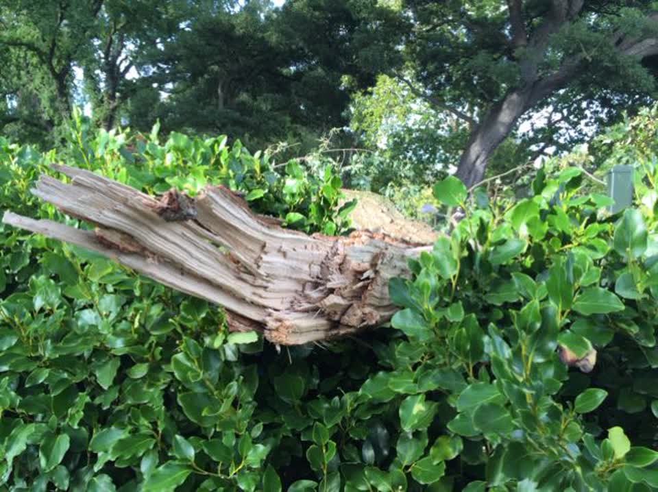 The photograph attached to this parks report