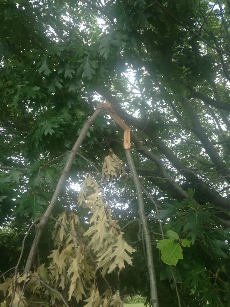 The photograph attached to this parks report