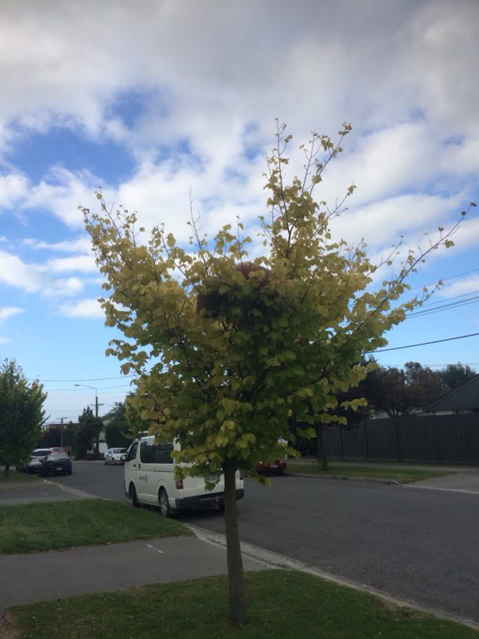 The photograph attached to this parks report