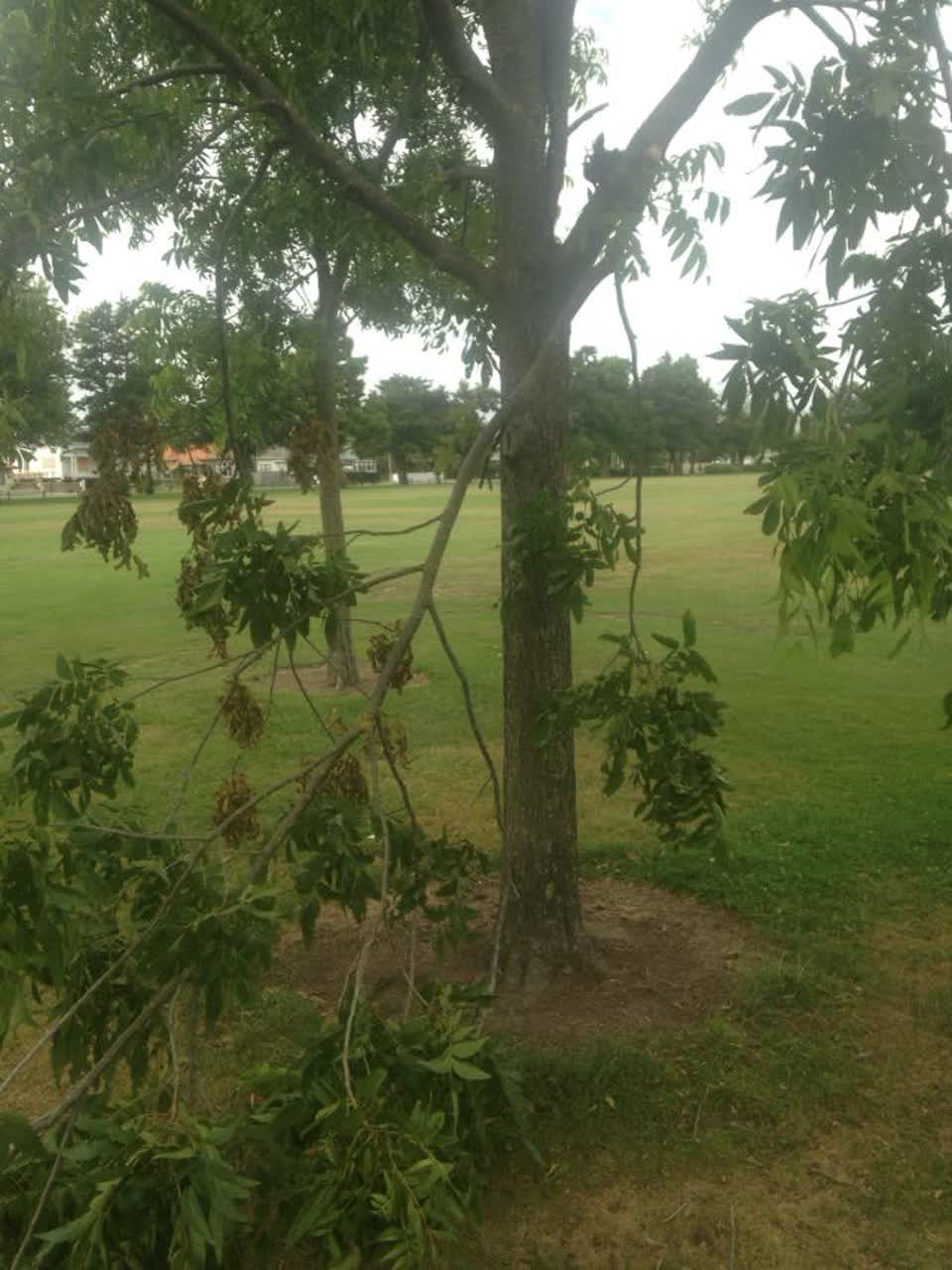 The photograph attached to this parks report