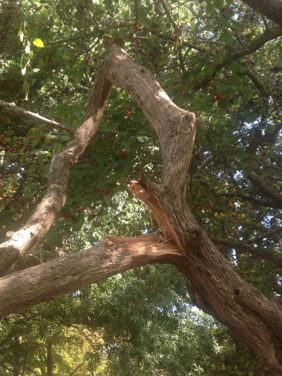 The photograph attached to this parks report
