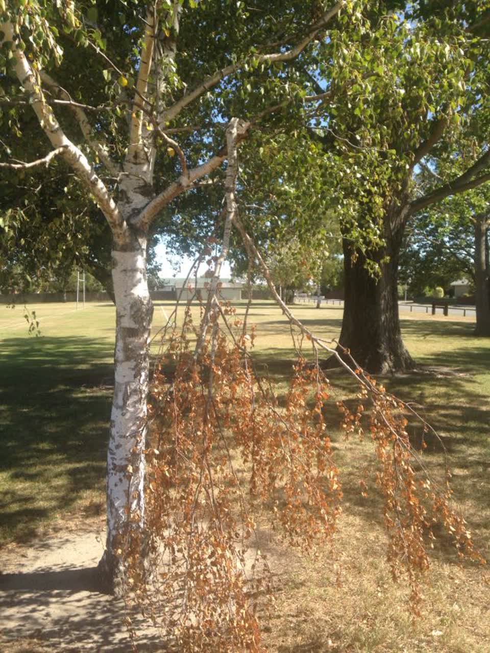 The photograph attached to this parks report