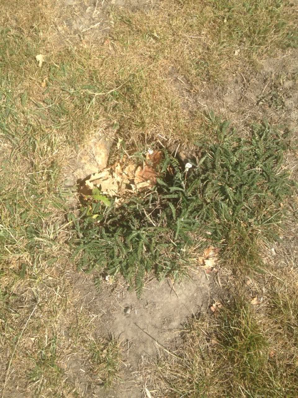 The photograph attached to this parks report