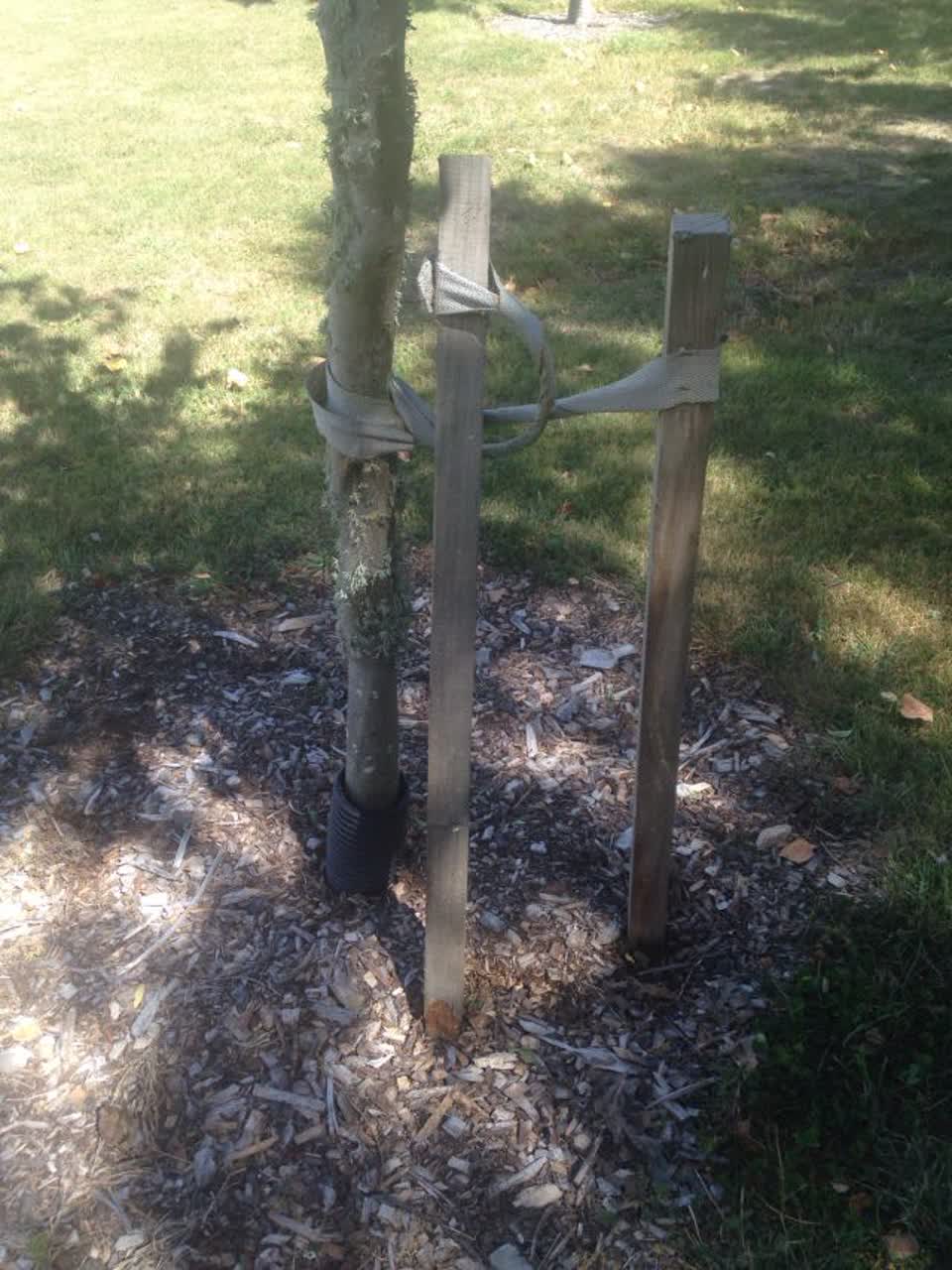 The photograph attached to this parks report