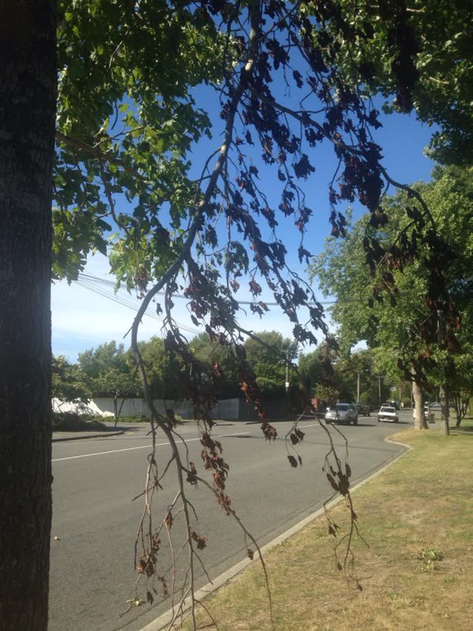 The photograph attached to this parks report