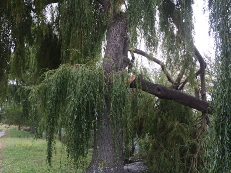 The photograph attached to this parks report