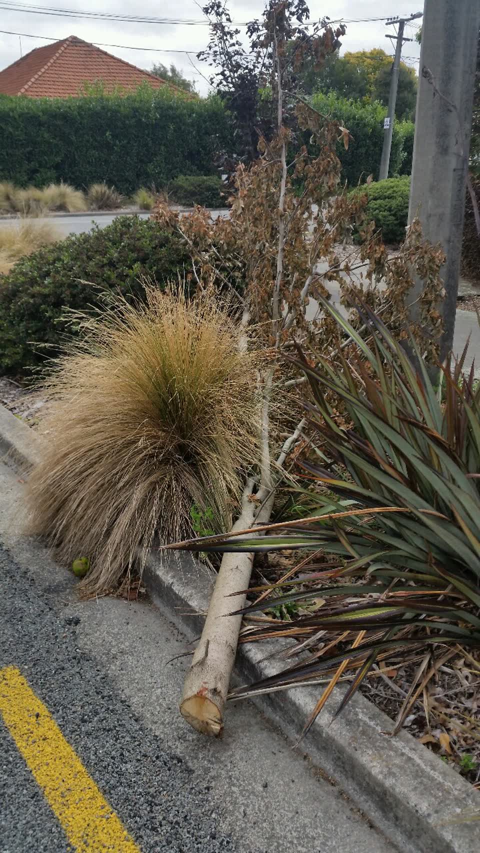 The photograph attached to this parks report