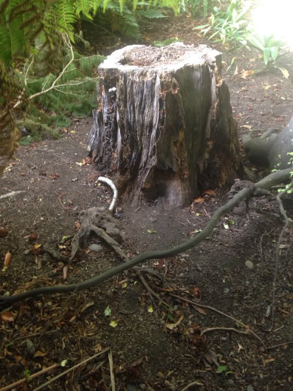 The photograph attached to this parks report