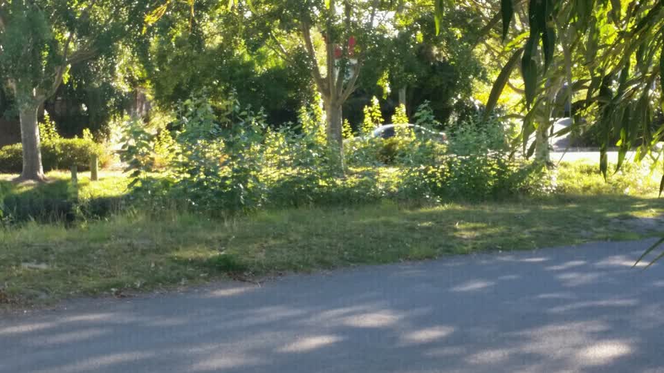 The photograph attached to this parks report