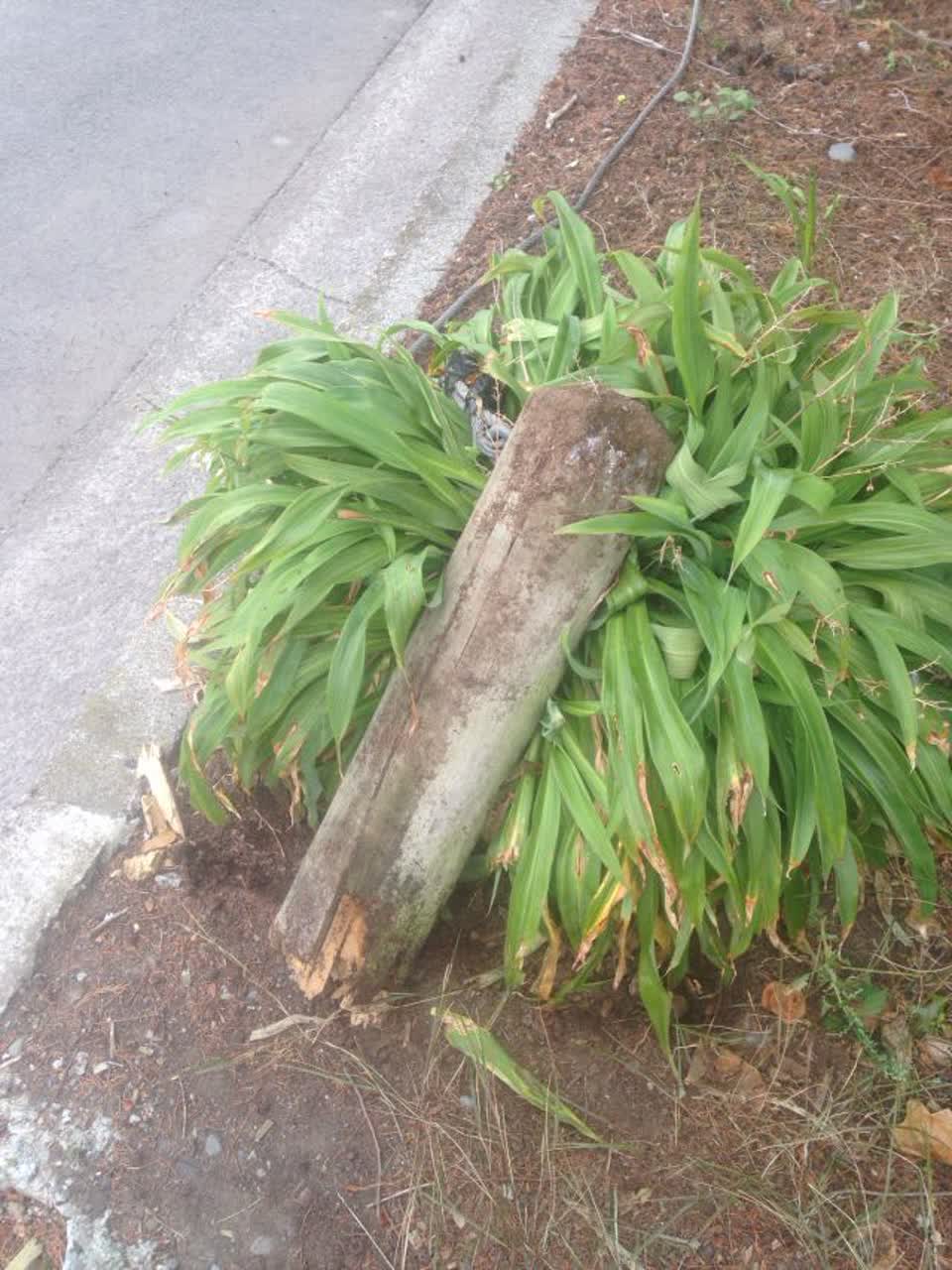 The photograph attached to this parks report