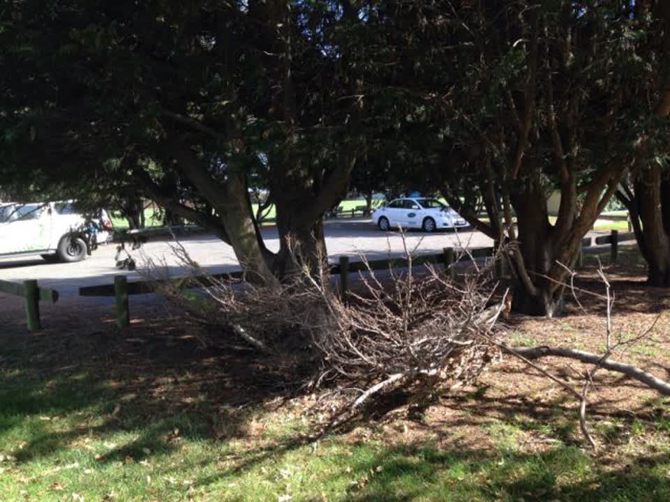 The photograph attached to this parks report