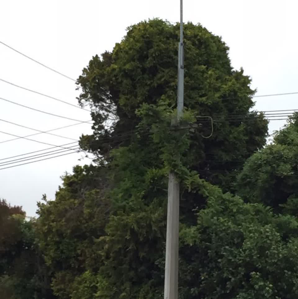 The photograph attached to this parks report