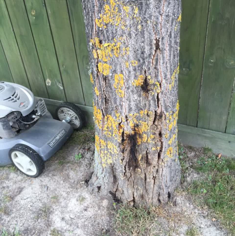 The photograph attached to this parks report