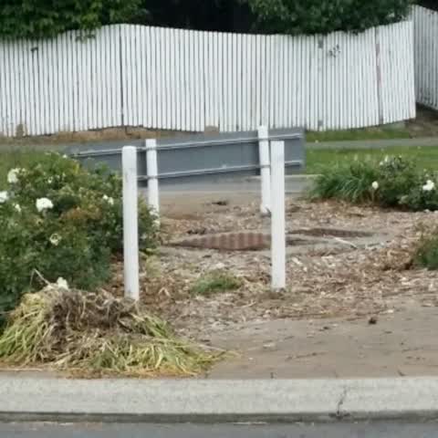 Roading/Streets, a report photo