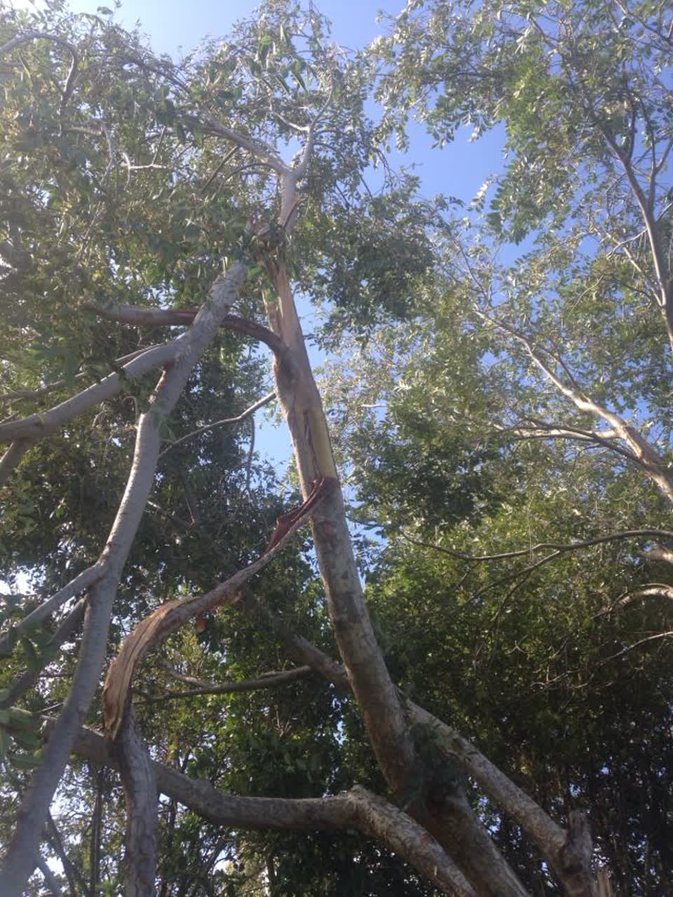 The photograph attached to this parks report